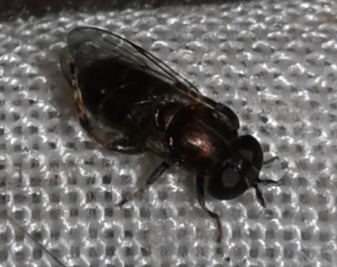 Syrphidae : Eumerus sp.?  S